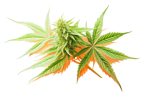 Eine Pflanze, die zu der Gattung Cannabis gehört, hat farbige Blüten, die vorhanden sind.